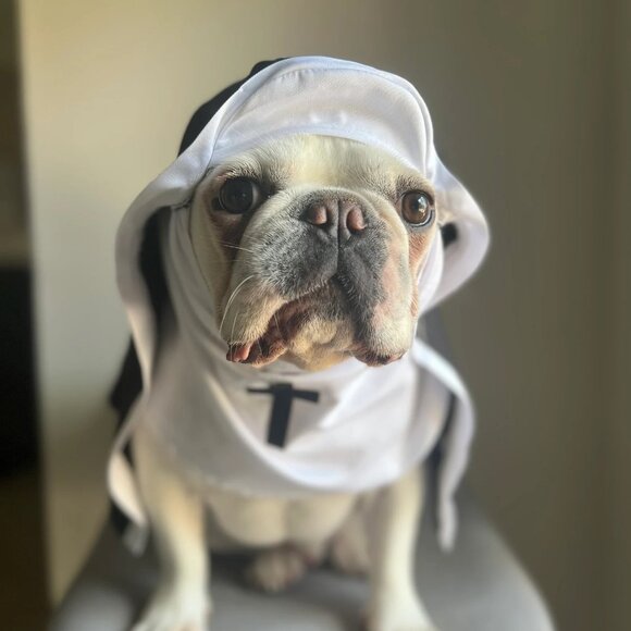 Nun Pet Costume for Holy Cats Dogs Funny Halloween Outfit - Picture 4 of 5